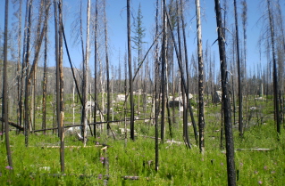 Burned out forest, Gimmill Lake Trail Okanagan Park 2008-07.